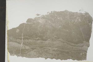 Plane Polarized, S41557