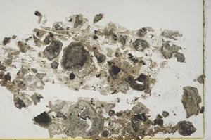Plane Polarized, S41559