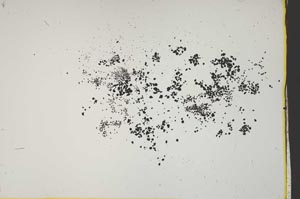 Plane Polarized, S41560/B