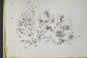 Plane Polarized, S41562/A