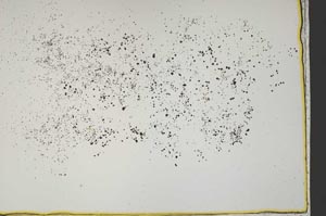 Plane Polarized, S41562/B