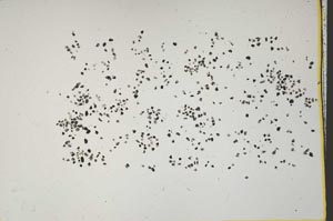 Plane Polarized, S41563/A