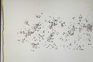 Plane Polarized, S41563/B