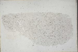 Plane Polarized, S41566