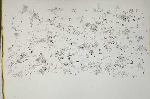 Plane Polarized, S41567/C