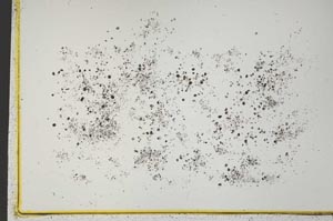Plane Polarized, S41567/D