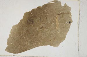 Plane Polarized, S41572