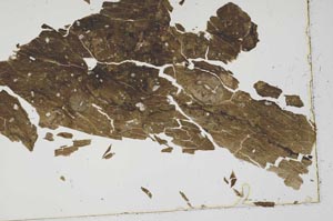 Plane Polarized, S41575