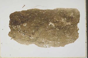 Plane Polarized, S41583