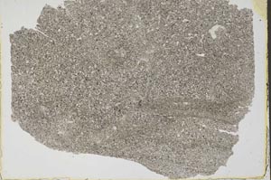 Plane Polarized, S41587