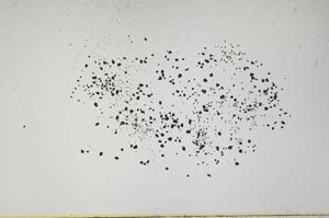 Plane Polarized, S41589/A