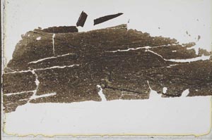 Plane Polarized, S41591