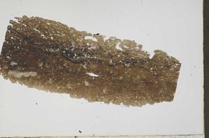 Plane Polarized, S41596