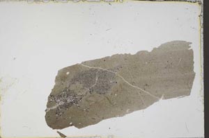 Plane Polarized, S41607