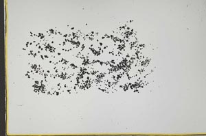 Plane Polarized, S41612/A