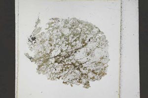 Plane Polarized, S41638