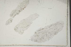 Plane Polarized, S41649