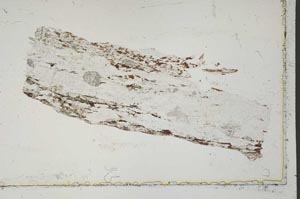 Plane Polarized, S41653