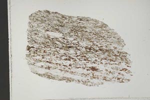 Plane Polarized, S41653/A