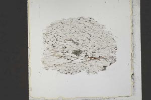 Plane Polarized, S41684