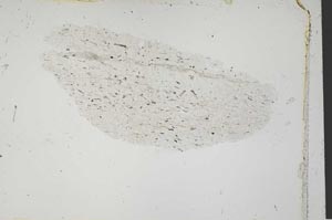 Plane Polarized, S41685