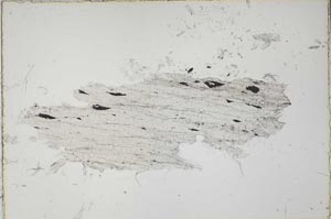 Plane Polarized, S41686