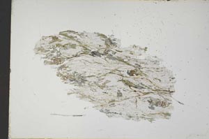 Plane Polarized, S41689