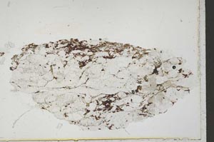 Plane Polarized, S41694