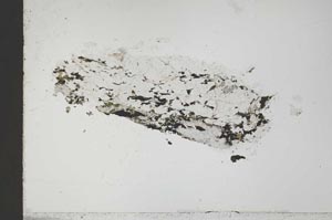 Plane Polarized, S41708/A