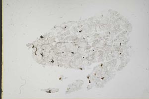 Plane Polarized, S41733