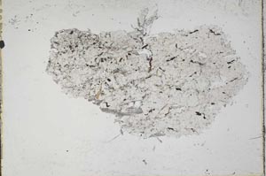 Plane Polarized, S41903