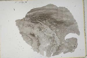 Plane Polarized, S41935