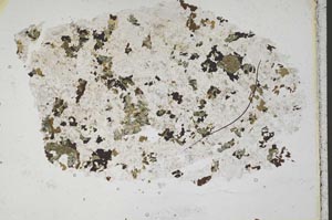 Plane Polarized, S41972