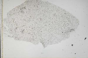 Plane Polarized, S41981