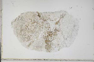Plane Polarized, S41984