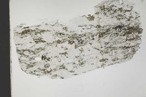Plane Polarized, S42110