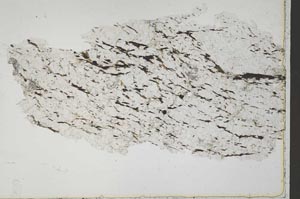 Plane Polarized, S42114