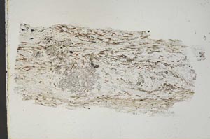 Plane Polarized, S42117
