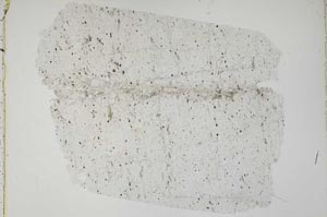 Plane Polarized, S42120