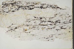 Plane Polarized, S42124