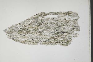 Plane Polarized, S42135