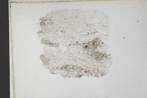 Plane Polarized, S42139