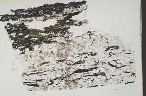 Plane Polarized, S42148