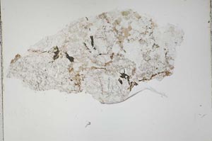Plane Polarized, S42157