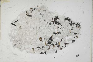 Plane Polarized, S42159