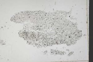 Plane Polarized, S42169