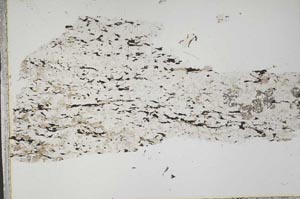 Plane Polarized, S42213