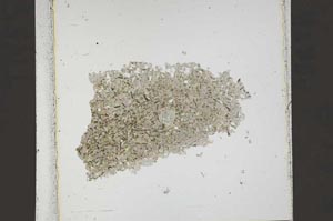 Plane Polarized, S42221