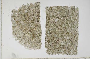 Plane Polarized, S42223