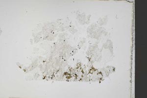 Plane Polarized, S42244